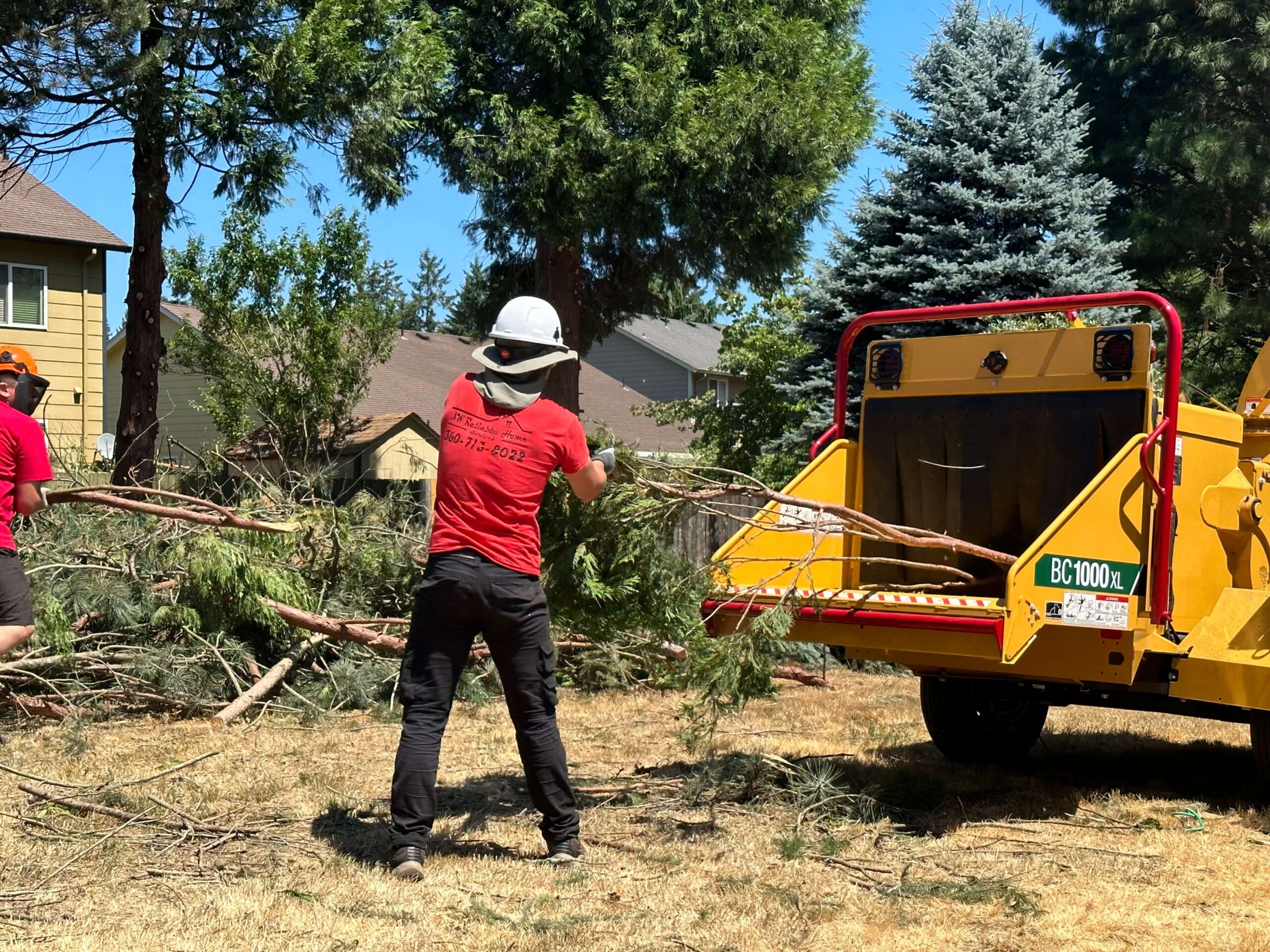 Tree Removal