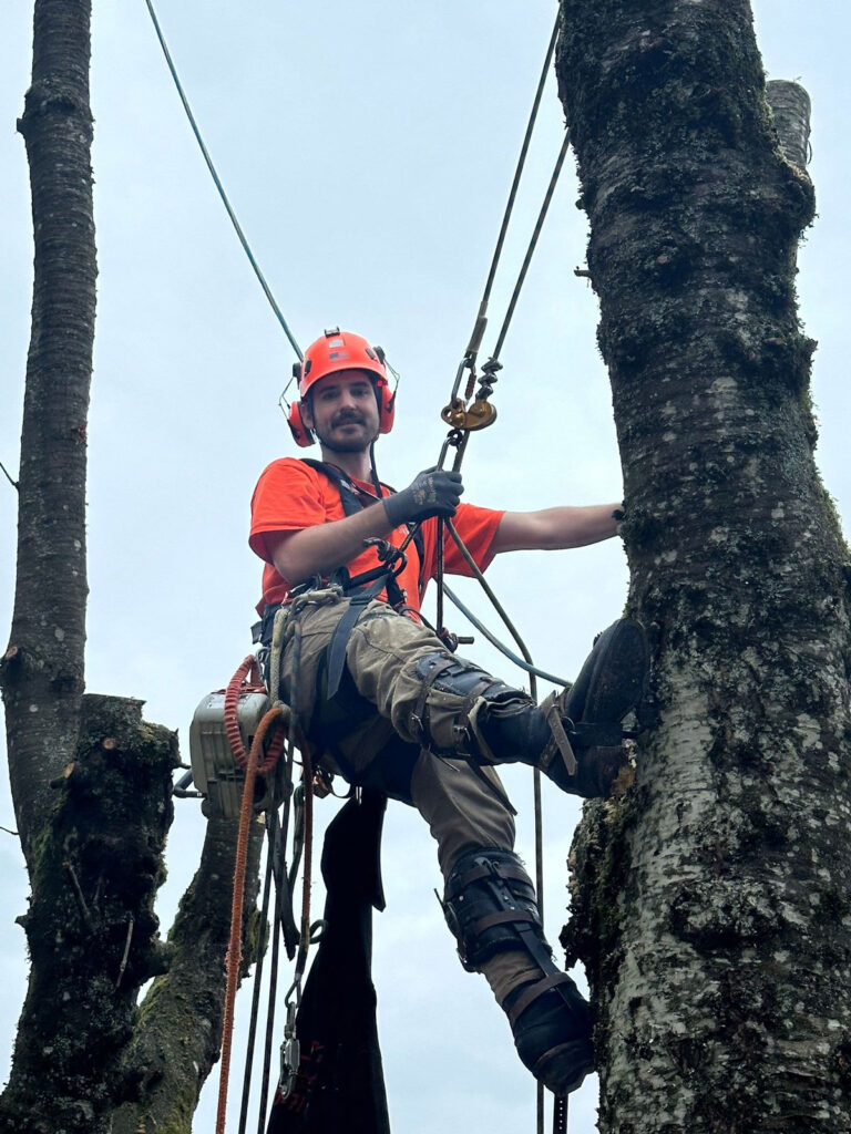 Tree Services