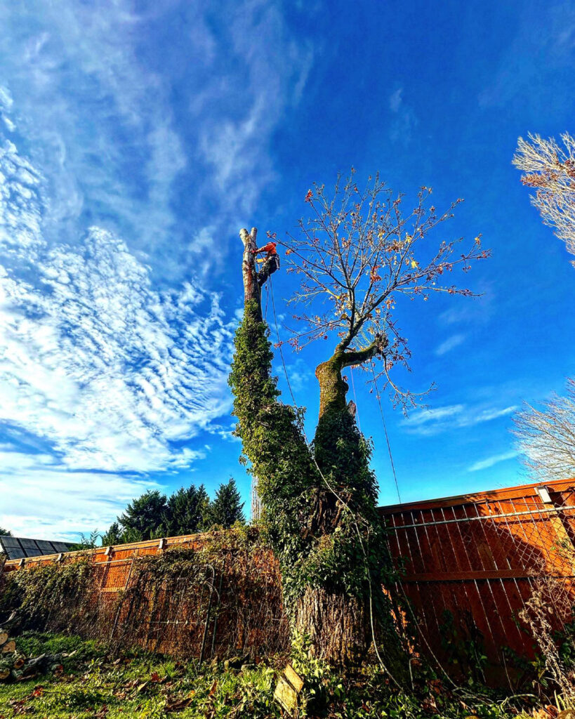 Tree Trimming